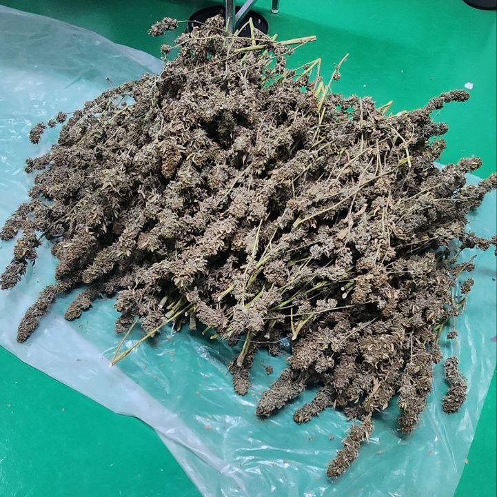 Cannabis🌱 influencers love posting pics like this with the classic: “Any guesses how much this weighs?” 🤔⚖️

But let me ask you a different question 😅

How many years in prison🚔⛓️ do you think you’d get if a stash like this was found at your place? 

Or are you lucky like