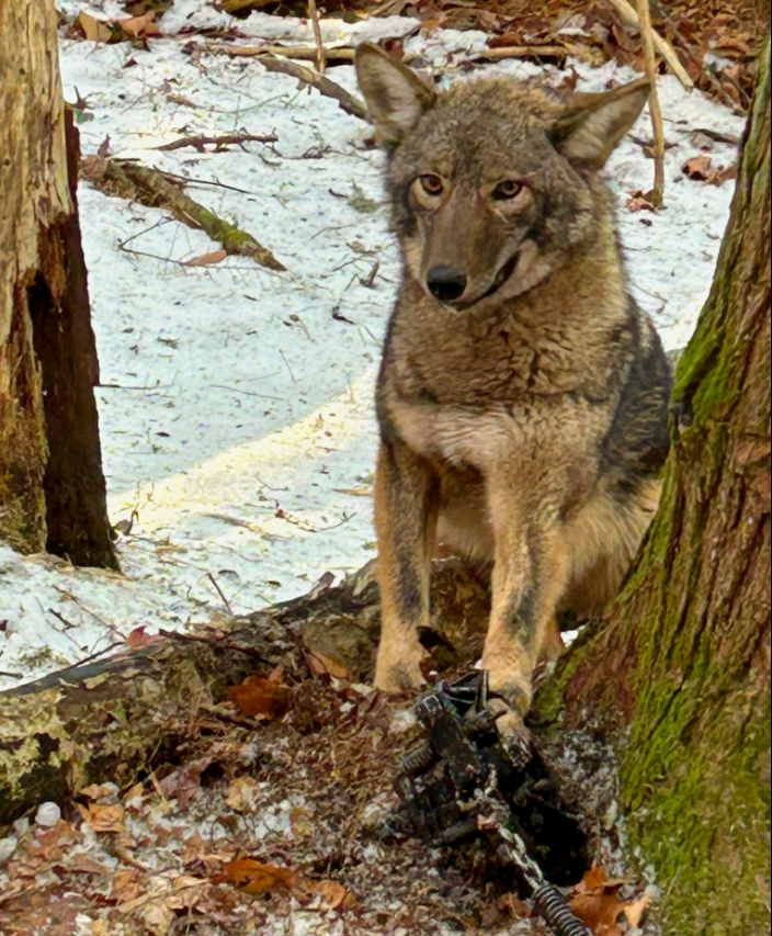 NH Citizens Against Recreational Trapping tweet media