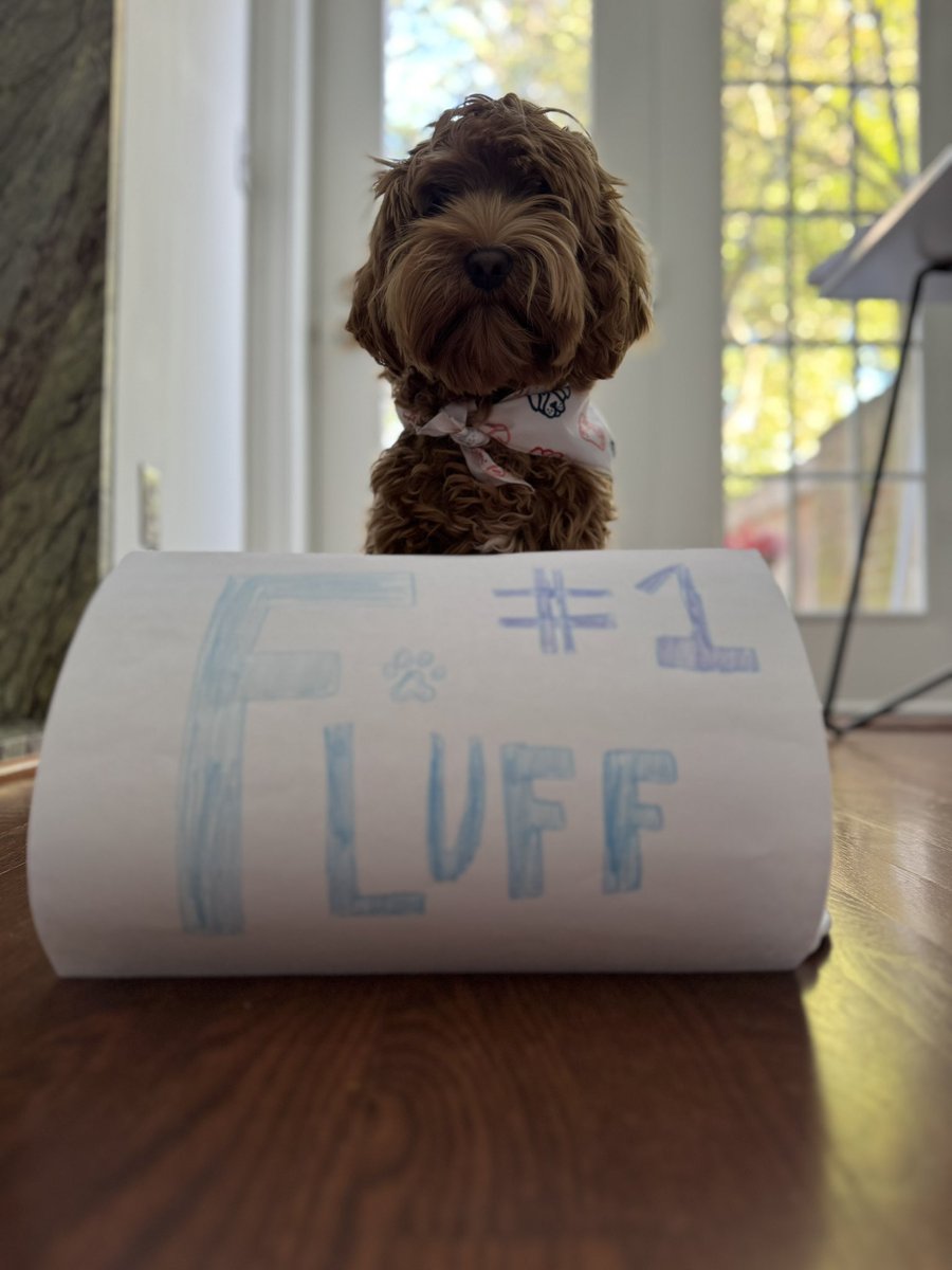 luciaboxing's tweet photo. #PuppyBowl https://t.co/5CFqtAlsQz
