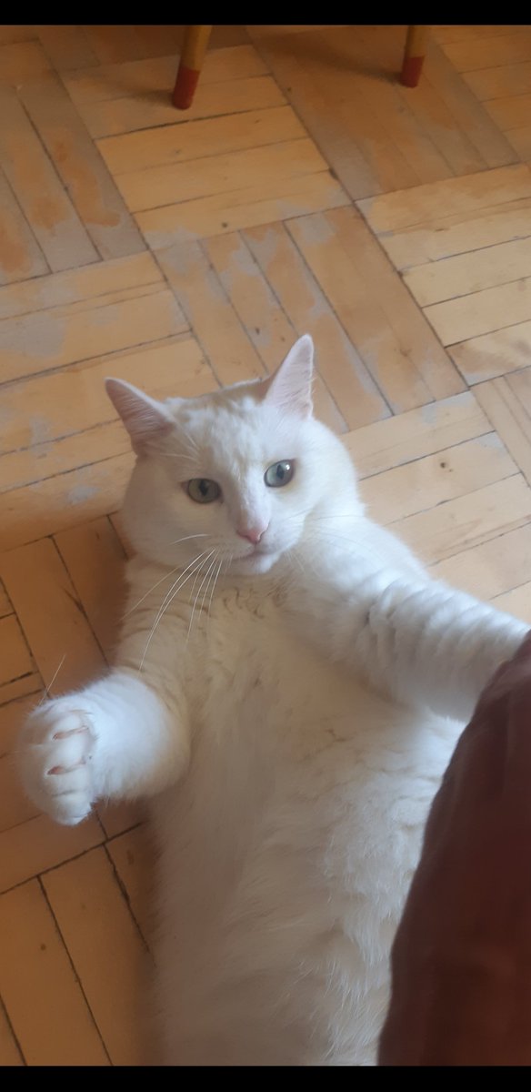 Это вот мамы (покойной)пирожок..люблю его пиздец 
Домой забрать не могу,Дуся  ебонутая..ежедневно хожу..живёт как король в двушечке