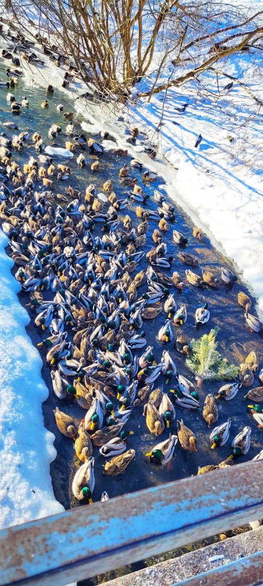 Бідні качечки туляться на єдиному незамершому клаптику.
Але, здається, їм весело))