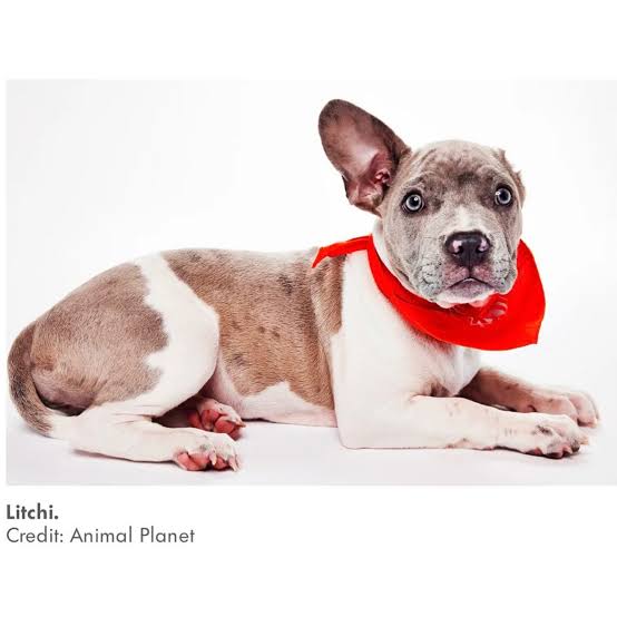 I would run into a burning building for Litchi.

#PuppyBowl