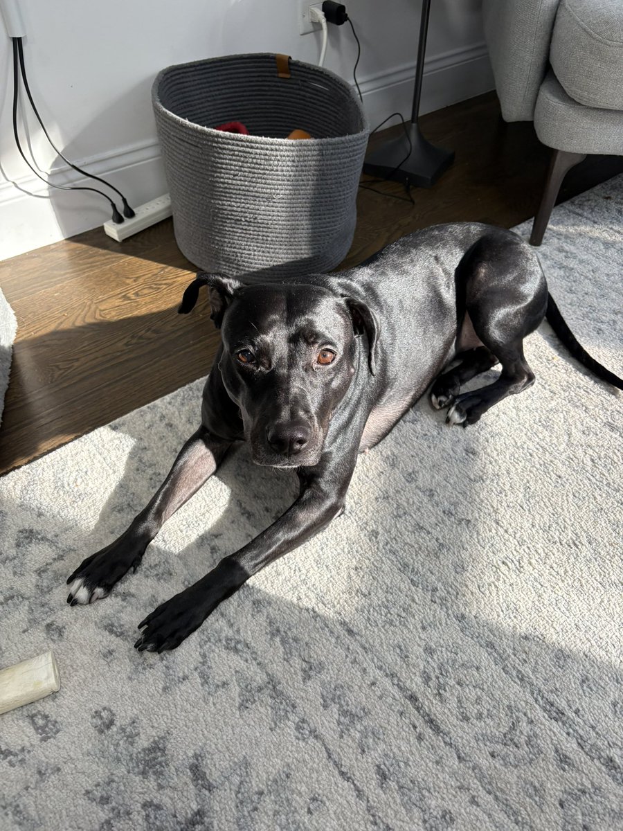 It’s the best day of the year! Tuning into the #PuppyBowl