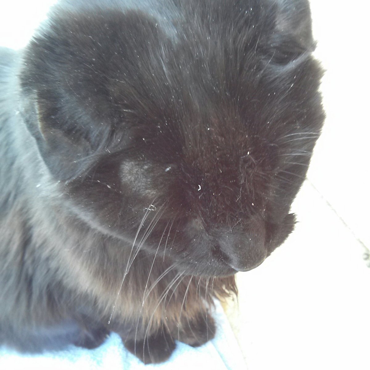 JLHerms's tweet image. #KittenBowl 
The one, the only Rob Purry.. outstanding player for the Little Longtails in 2018! #RIPRob 🕯️ We miss you..😔💔
#PuppyBowl 
#SuperBowl 
#SuperBowlLX 
#CatsAreFamily 
#CatsOfX