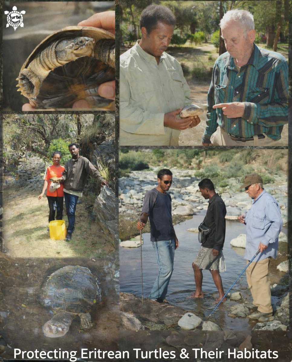RuthKaleab's tweet photo. 🐢 The Hidden Turtle of Eritrea’s Waters

Quiet, resilient, and ancient — the Eritrean side-neck turtle (Pelomedusa gehafie) is one of the most fascinating freshwater species found in the Horn of Africa. It was first described in 1835 by a German naturalist Eduard Rüppell at river called Damas near Gindhae.

This remarkable and endemic turtle lives in seasonal rivers, ponds, wetlands, and even temporary rain pools across Eritrea’s diverse landscapes. Unlike many animals that struggle during long dry seasons, this turtle has an incredible survival strategy: when water disappears, it can bury itself in mud and enter a resting state until the rains return. Months later, it emerges again as if nothing happened — a true master of survival in harsh environments.

Side-neck turtles get their name from the unique way they bend their neck sideways under their shell instead of pulling it straight back like most turtles. This ancient lineage has existed for millions of years and continues to play an important role in freshwater ecosystems by helping maintain ecological balance as both scavenger and predator.

Despite its quiet presence, the Eritrean side-neck turtle represents something special — a piece of Africa’s natural heritage that has adapted to survive in one of the world’s most challenging climates. Protecting freshwater habitats means protecting species like this one, whose story is still being discovered.

Sometimes the most extraordinary wildlife lives not in famous parks, but in small seasonal ponds and hidden wetlands — waiting patiently beneath the surface.

#Eritrea #Eritreanwildlife #Pelomedusa gehafie