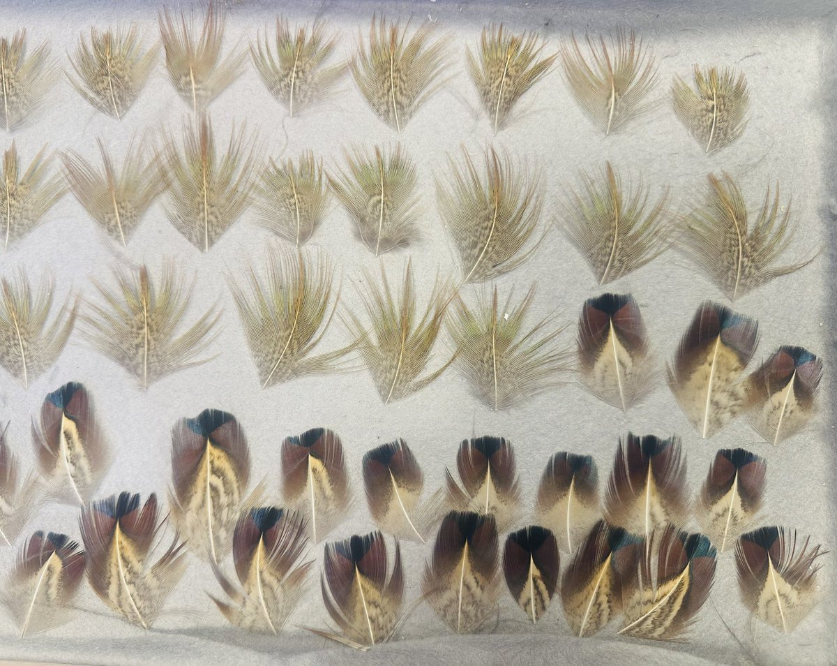 Jonathan James (JJ) tweet media