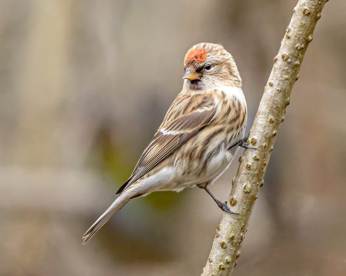 Thomas Wildlife Videos tweet media