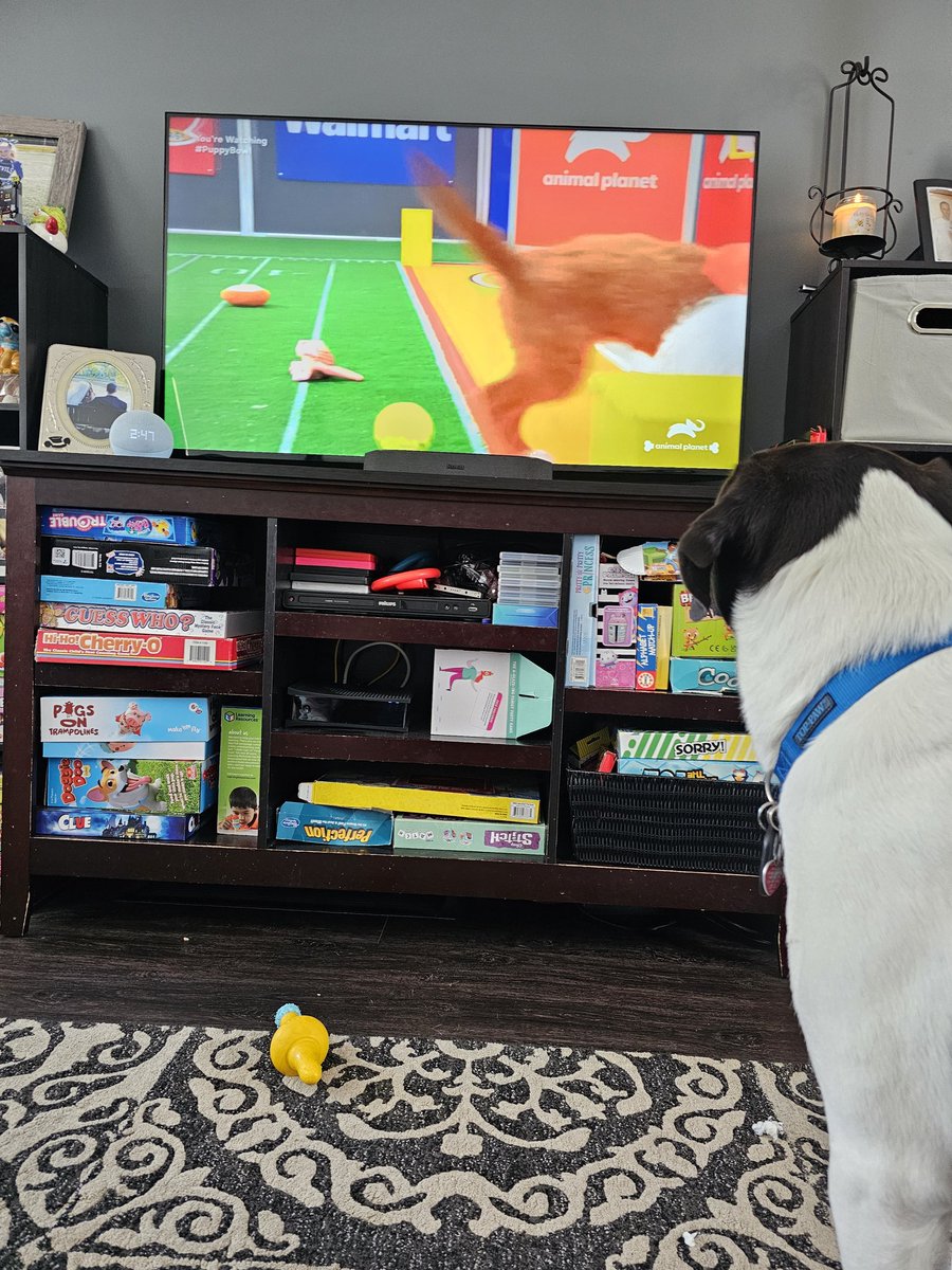 Tange382's tweet photo. #PuppyBowl 

Louie says lets go team Fluff! https://t.co/GPWPRFkwU7