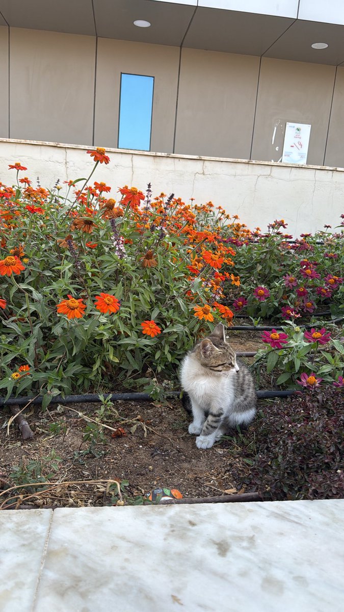 nareman|☢️ tweet media