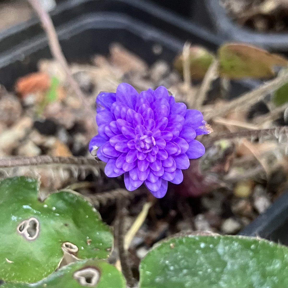 Helen Chen tweet media