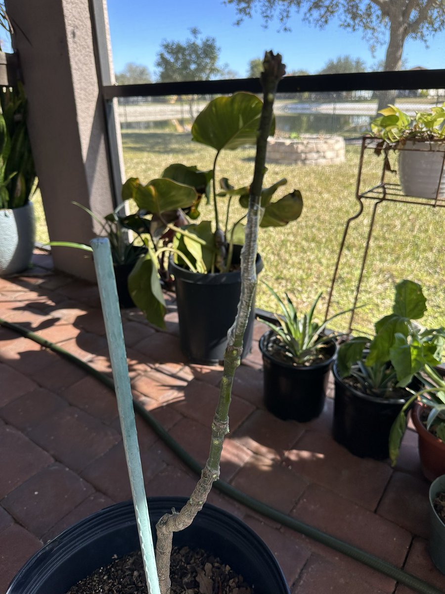 TT 🥭 Farmer tweet media