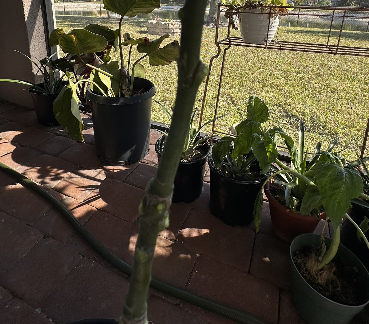 TT 🥭 Farmer tweet media