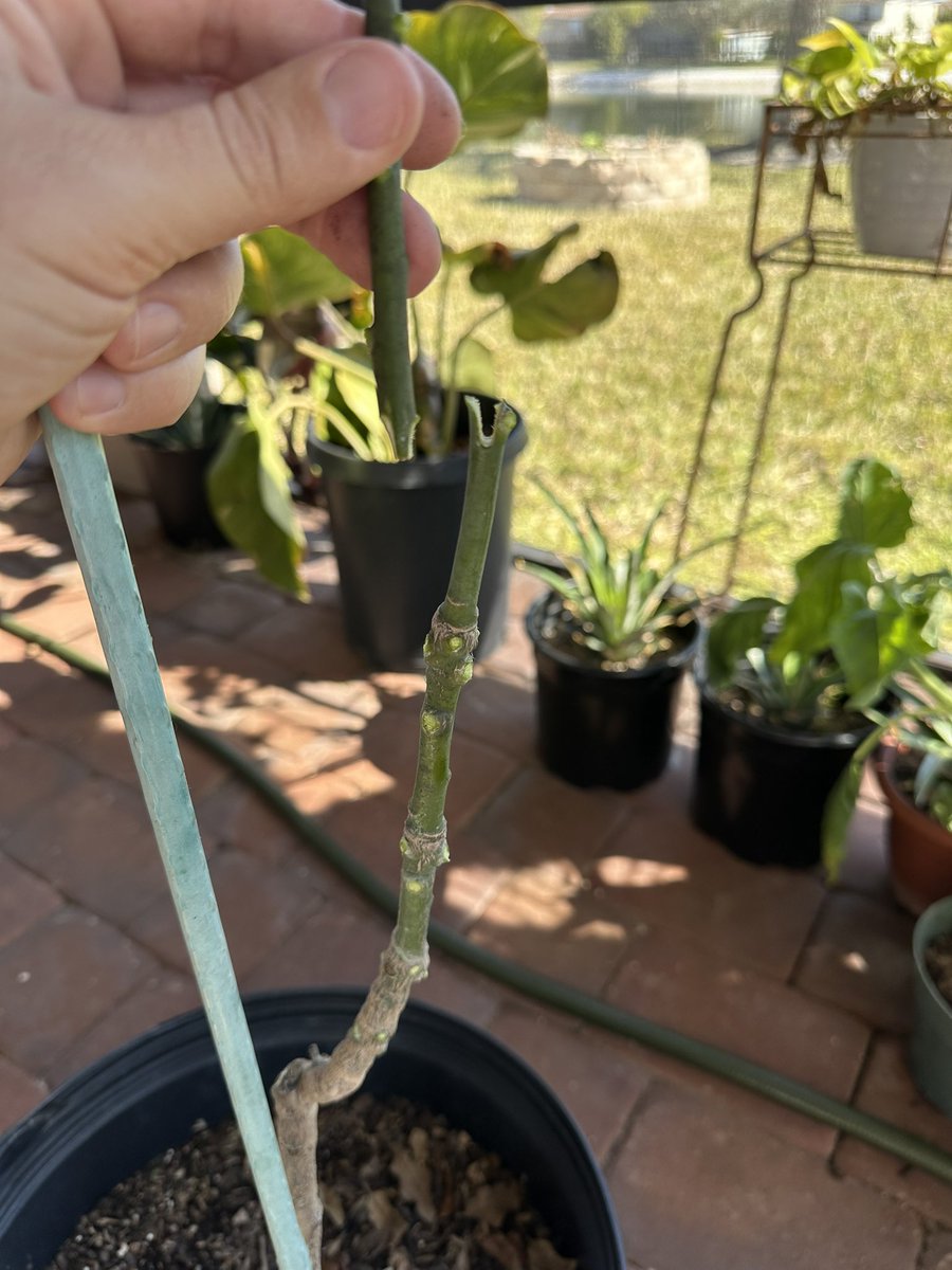 TT 🥭 Farmer tweet media