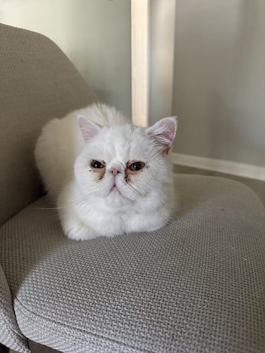 Watching the #PuppyBowl and rooting for little Chai from Arizona!! Go #TeamFluff