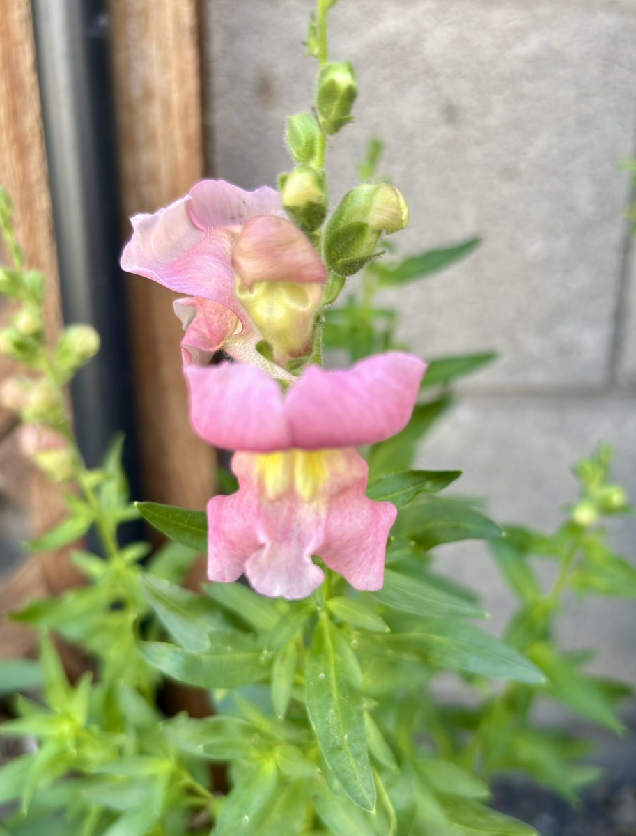 Potscapers tweet media