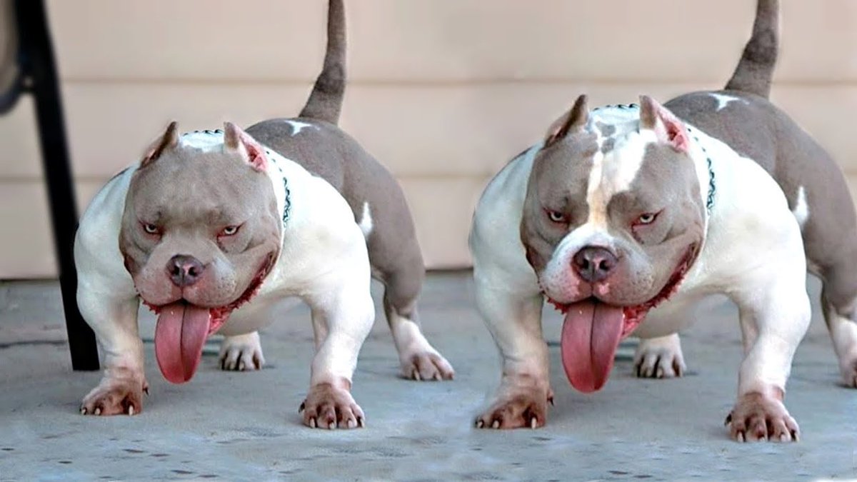 KnicksMemes's tweet image. Jose Alvarado and Josh Hart as Knicks teammates 

DAWGS