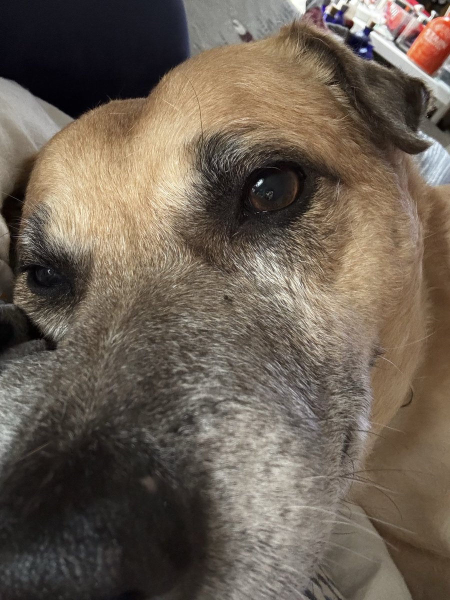 rabe_lisa's tweet photo. @NiallHarbison Here are Walter and Nellie. Nellie &amp; I spent Covid together. My Dad rescued Walter before he entered memory care. turned out that Wally had a poorly healed rear leg injury that required amputation. He got to see Dad a few times before Dad passed away. These dogs…❤️❤️❤️❤️ https://t.co/oSI0Ev7NQ9