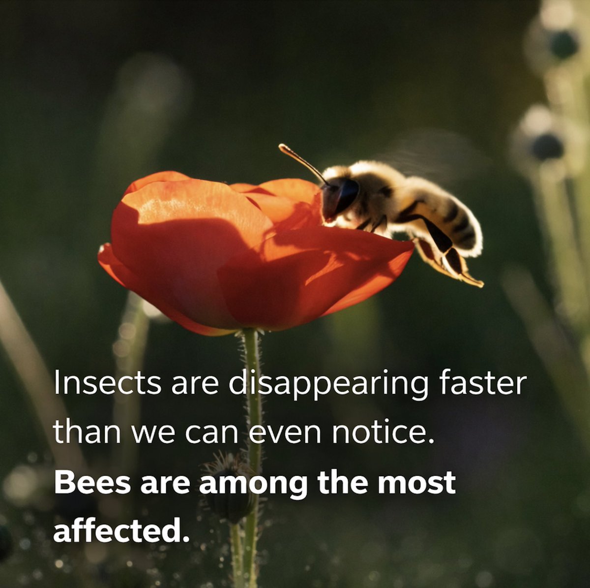 AnnaBndr's tweet photo. Wild and domesticated bees pollinate 75% of agricultural crops and 90% of wild flowering plants.
Over 30% of the world’s food depends on them — yet bee populations are declining at an alarming rate.

Bees don’t just rely on color and scent. They communicate with flowers through electrical fields⚡🌸
As bees fly, their bodies gain a positive charge, while flowers carry a negative one. This invisible signal helps bees find nectar, recognize “fresh” flowers, and even know when a flower has already been visited.

But there’s a growing threat: micro- and nanoplastics.
These particles carry electrostatic charges that disrupt this delicate electrical communication, affecting bees’ brains and nervous systems. Even tiny doses can be fatal.

Covered in sensitive hairs, bees easily collect plastic particles from the environment — particles that can penetrate their bodies and alter their behavior. Disoriented, bees struggle to recognize flowers, find nectar, return to their hive, or identify members of their own colony.

Studies, including research highlighted by Professor David Baracchi (University of Florence, BeeLab), show a strong link between microplastic pollution and insect decline.

If this trend continues, entire bee populations could disappear within the next decade.
And without bees, the link between plants, food, nature, and humanity breaks.

🎥 Watch the full interview in the documentary
“Nanoplastics. Threat to Life”

#SaveTheBees #Microplastics #Nanoplastics #Pollinators #Biodiversity #EnvironmentalAwareness #NatureAndScience #DocumentaryFilm