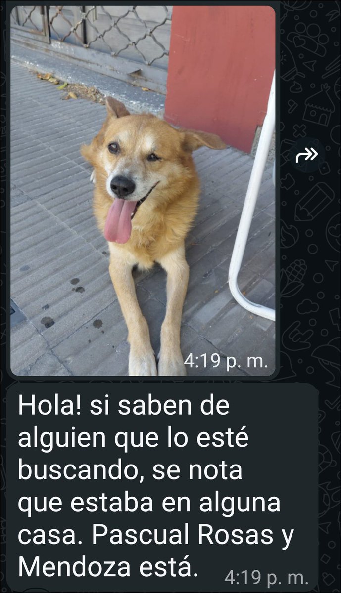 he1234nan5678's tweet photo. @emergenciasAR @CalleDeRosario @elTresTV @Cadena3_Rosario #Rosario #perro #ahora https://t.co/6PqHg15Cj9