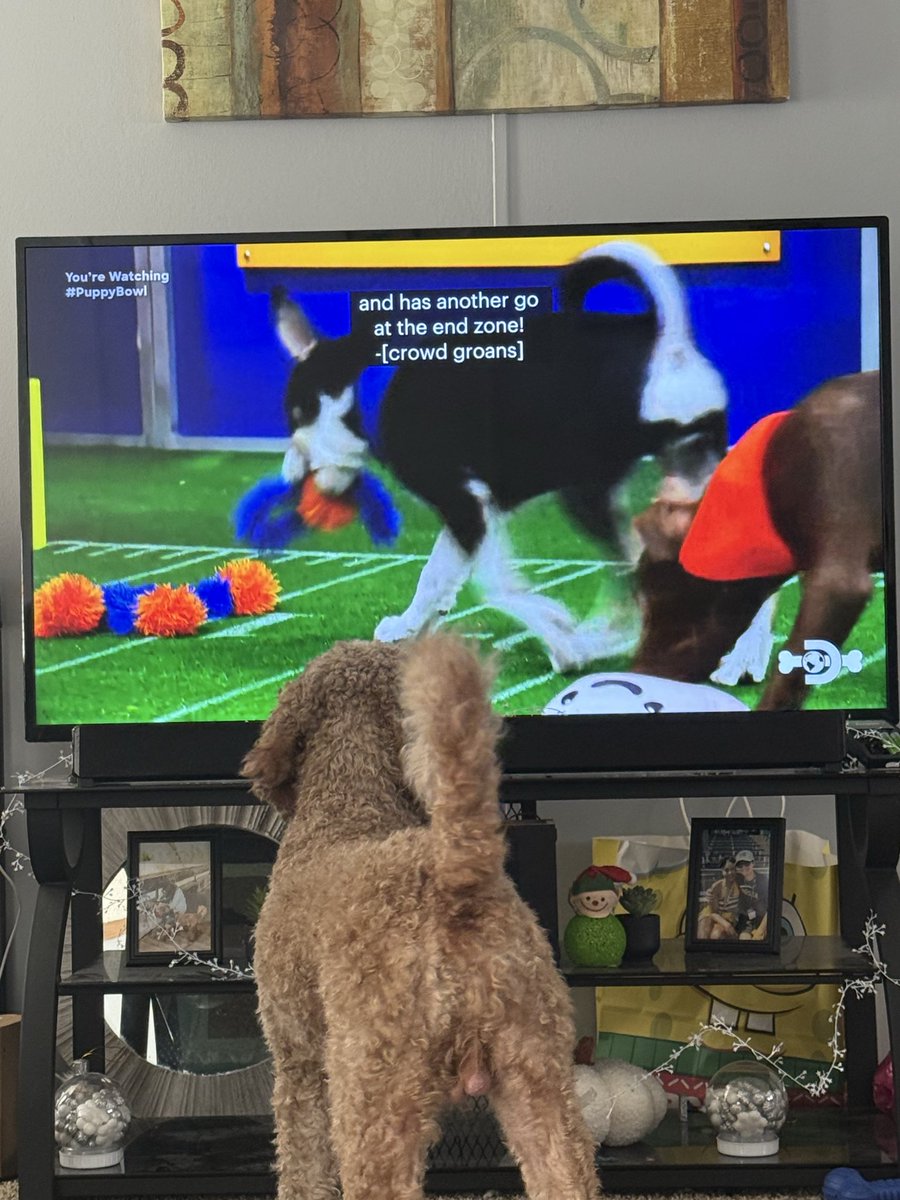 big0lebeans's tweet photo. Kobe is loving it! #PuppyBowl https://t.co/nI6JdlM63c