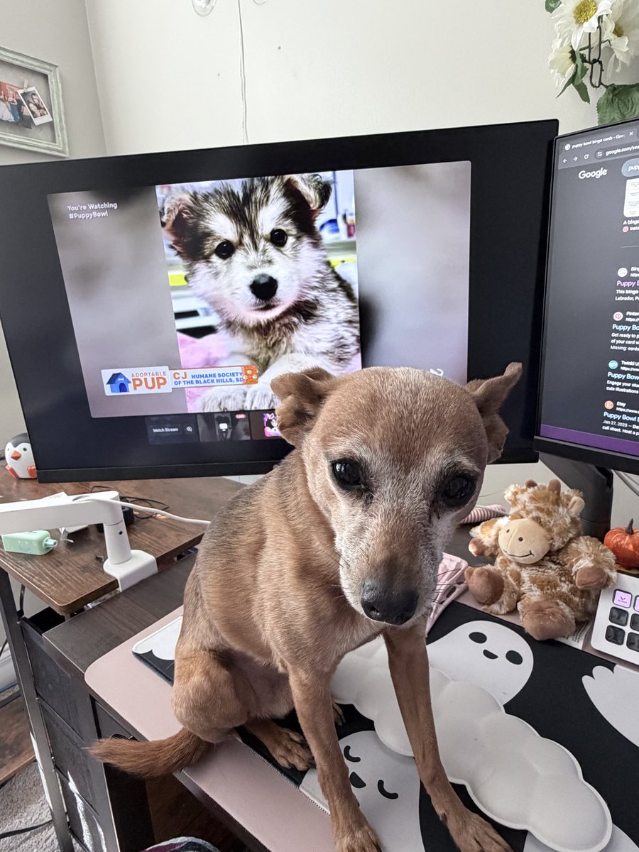 kellly_kretz's tweet photo. Cooper is rooting for team Ruff! #PuppyBowl https://t.co/2chQdxgpTC