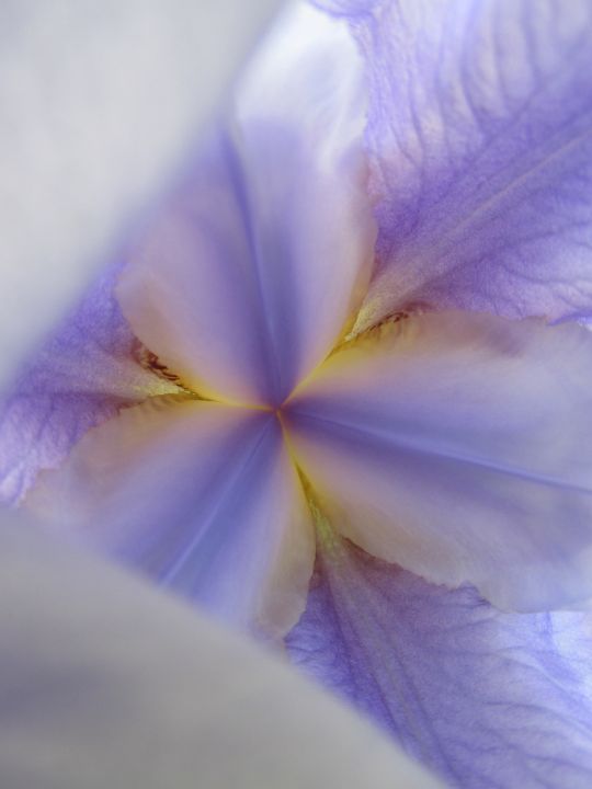 Art of the Day! "Inner Iris". Buy at: ArtPal.com/Astro-Artist?i…