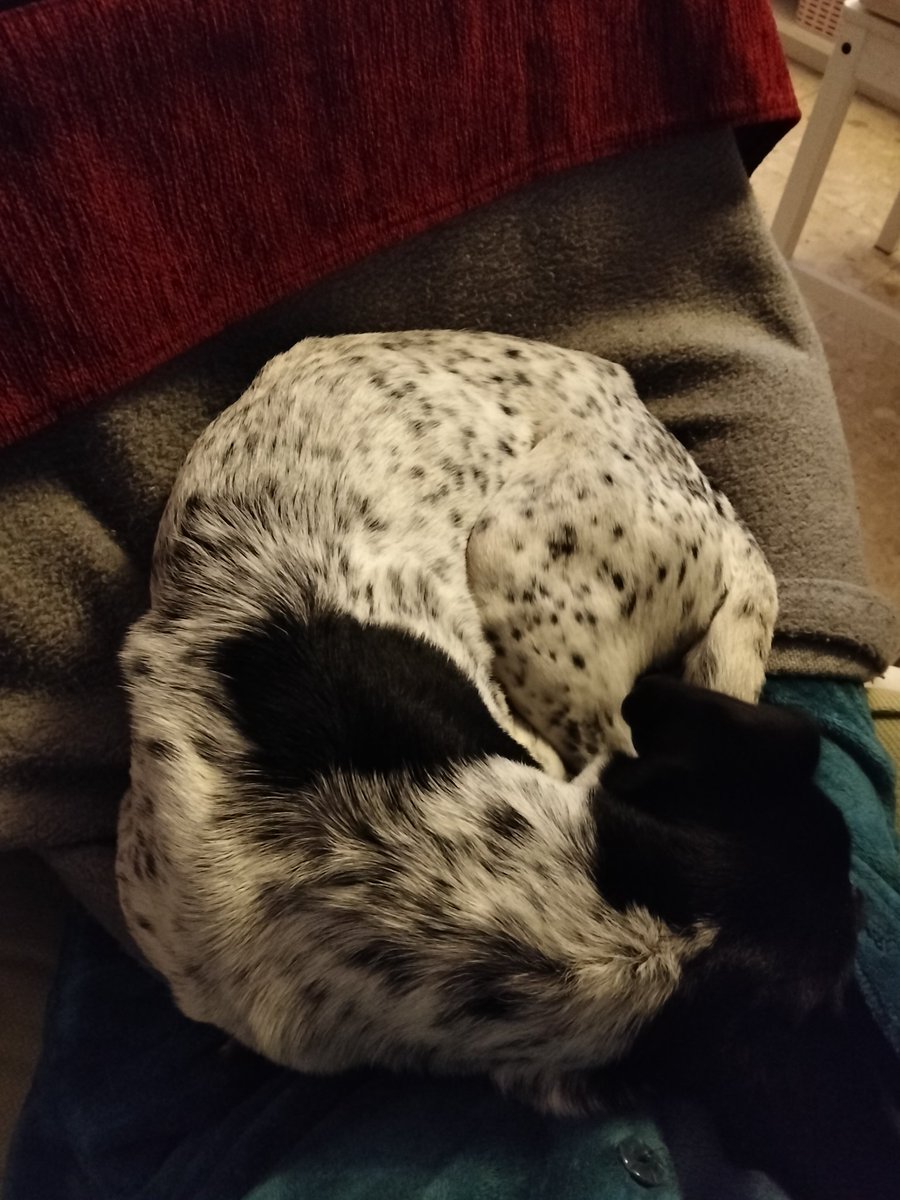 juega 5 minutos, se mea en el pasillo y se duerme