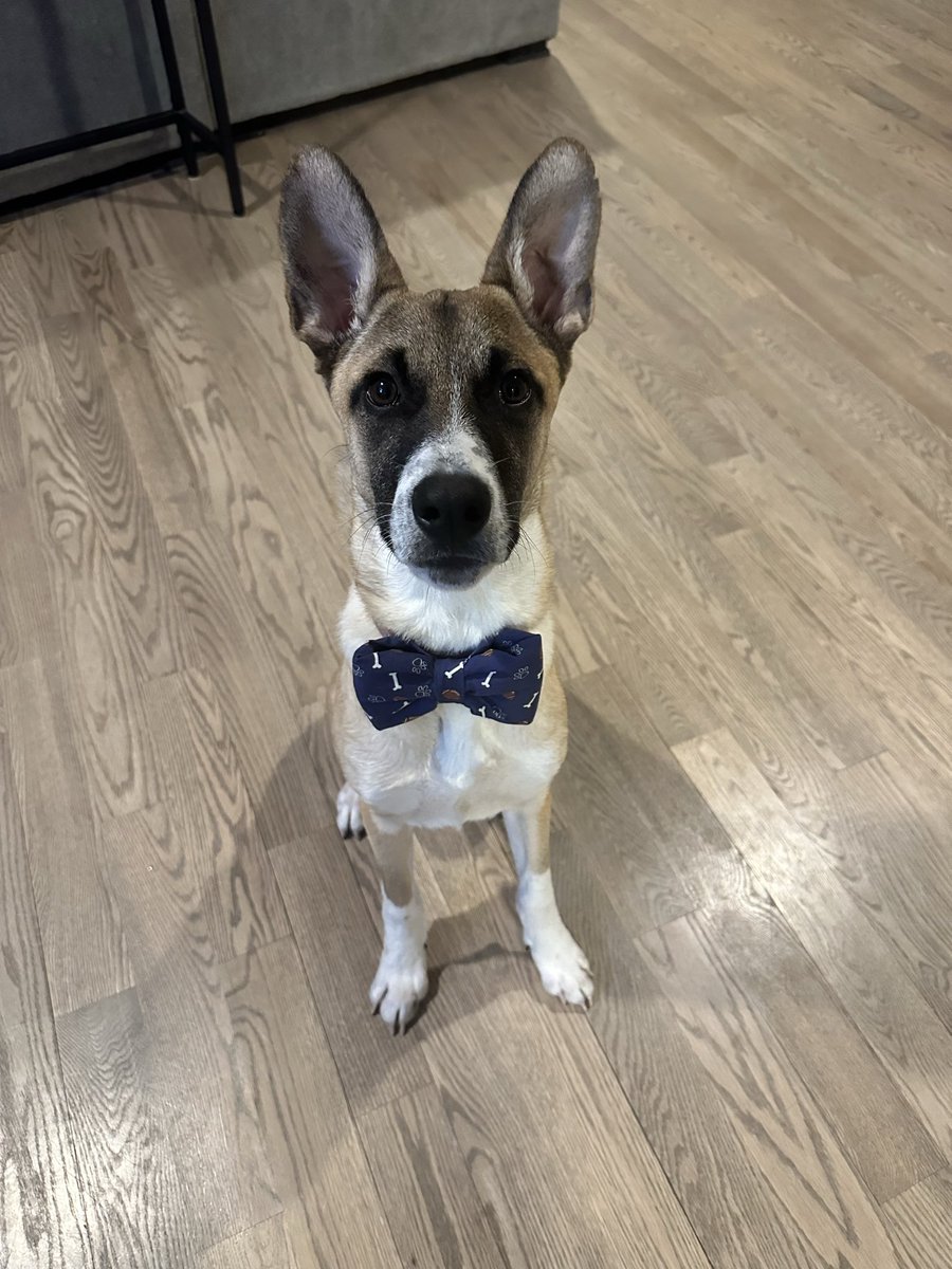 KellyMoore1586's tweet image. Adoptable Ryder is loving the #puppybowl #teamruff #teamfluff #AdoptDontShop #fosterssavelives #fosterdogsbestfriend