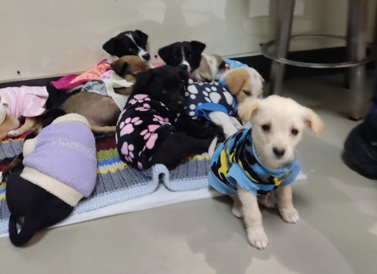 <a href="/PetcoMexico/">Petco México</a> #Xalapa ❤️🐶, cachorritos en #Adopción!
<a href="/mageba04/">Gina alarcon</a> <a href="/Corintiacruz/">Corintia Cruz Oregón</a> <a href="/VialidadXalapa/">Vialidad Xalapa 🚦 VX 🌎</a> <a href="/AbelMucino/">Abel Muciño</a> <a href="/tierraverde1943/">ℓια ₊˚.༄ *ﾟ🌱</a> <a href="/pilykuera/">Pily Peregrina</a> <a href="/CECILLIA36/">CECILIA MENDEZ</a> <a href="/sara_juarez/">saraliz</a> <a href="/Ydlan/">Naldy Patricia</a> <a href="/fherciencias/">Soy Fher!</a> <a href="/camellinlove/">Porque soy xalapeño</a> <a href="/ArrezEdda/">Edda Arrez</a> <a href="/PopColorsXal/">PopCX</a> <a href="/RoxanaAAT/">Feto de PicaFresa🍓</a> <a href="/penelopemoncayo/">Penélope Moncayo.</a> <a href="/rociosaiz/">Rocio Saiz</a> <a href="/Pechmed/">Peter Tweet</a> <a href="/mayteponm/">Mayte P.</a> RT