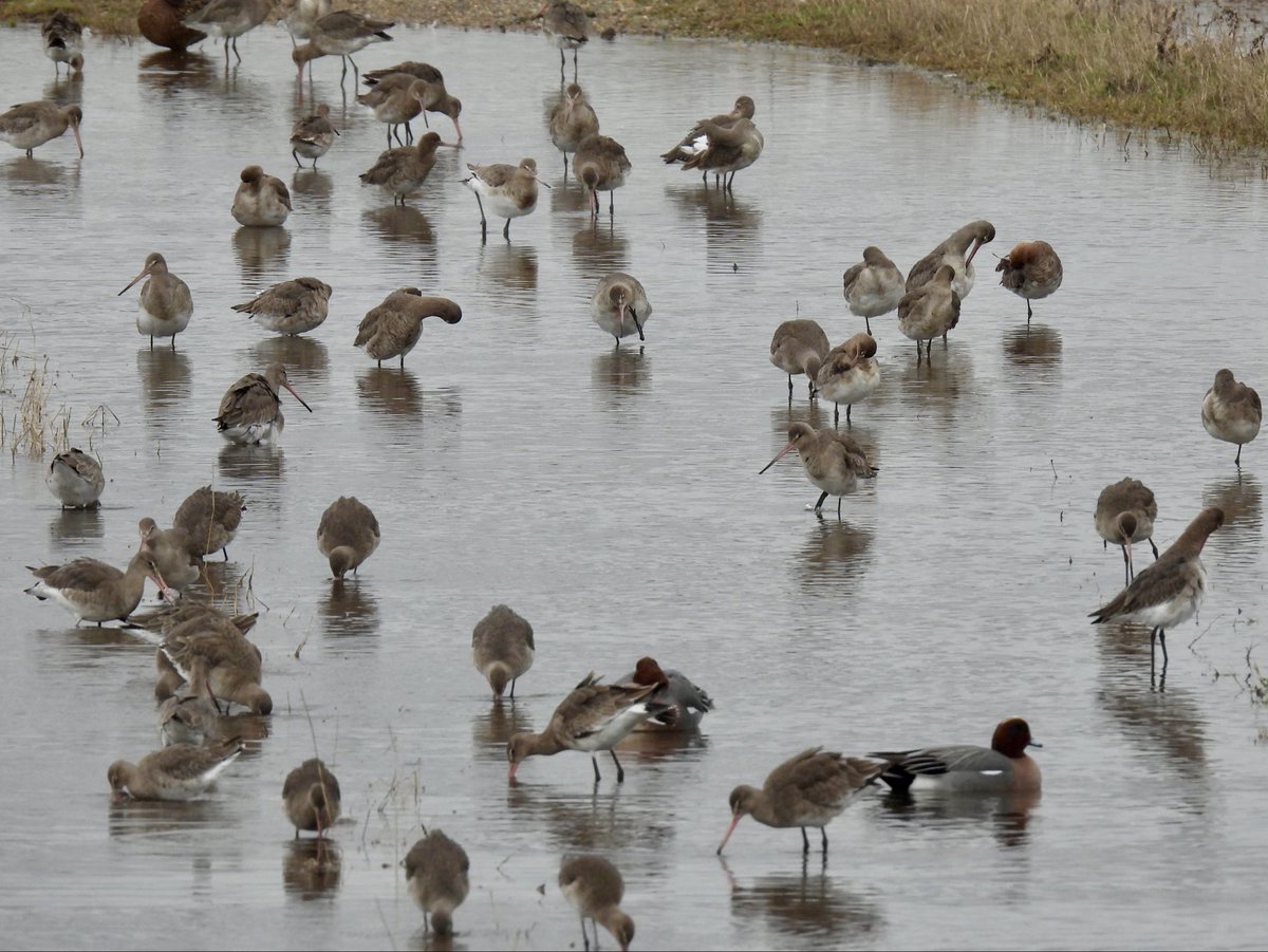 Sean Moore tweet media