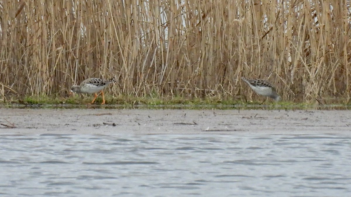 Sean Moore tweet media