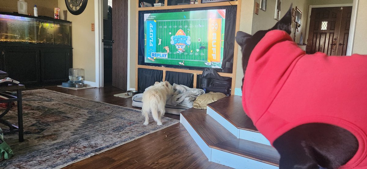 Sawyer_Cosplay's tweet photo. The puppies are watching it closely #puppybowlXXII #PuppyBowl https://t.co/eu86ASC0eo