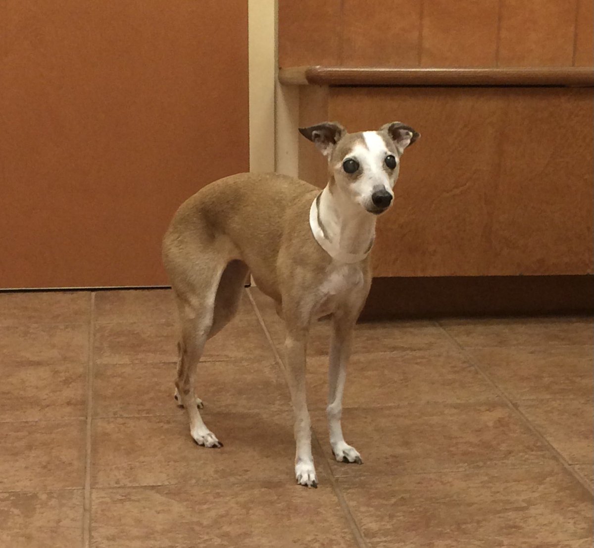 sandra18131's tweet photo. @MarkRPellegrino When my Italian Greyhound Amanda died a few years ago, I had CUDDLE CLONES make a stuffed animal from her photo that looked exactly like her. That helped me a lot. Leonard Peikoff was given a CUDDLE CLONE by his daughter when his dog died. Try it—it helps. https://t.co/GdAgcCRonH