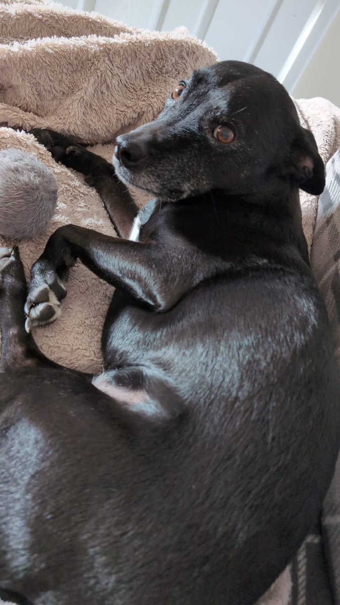 Kate Knighting 😷💙 tweet media