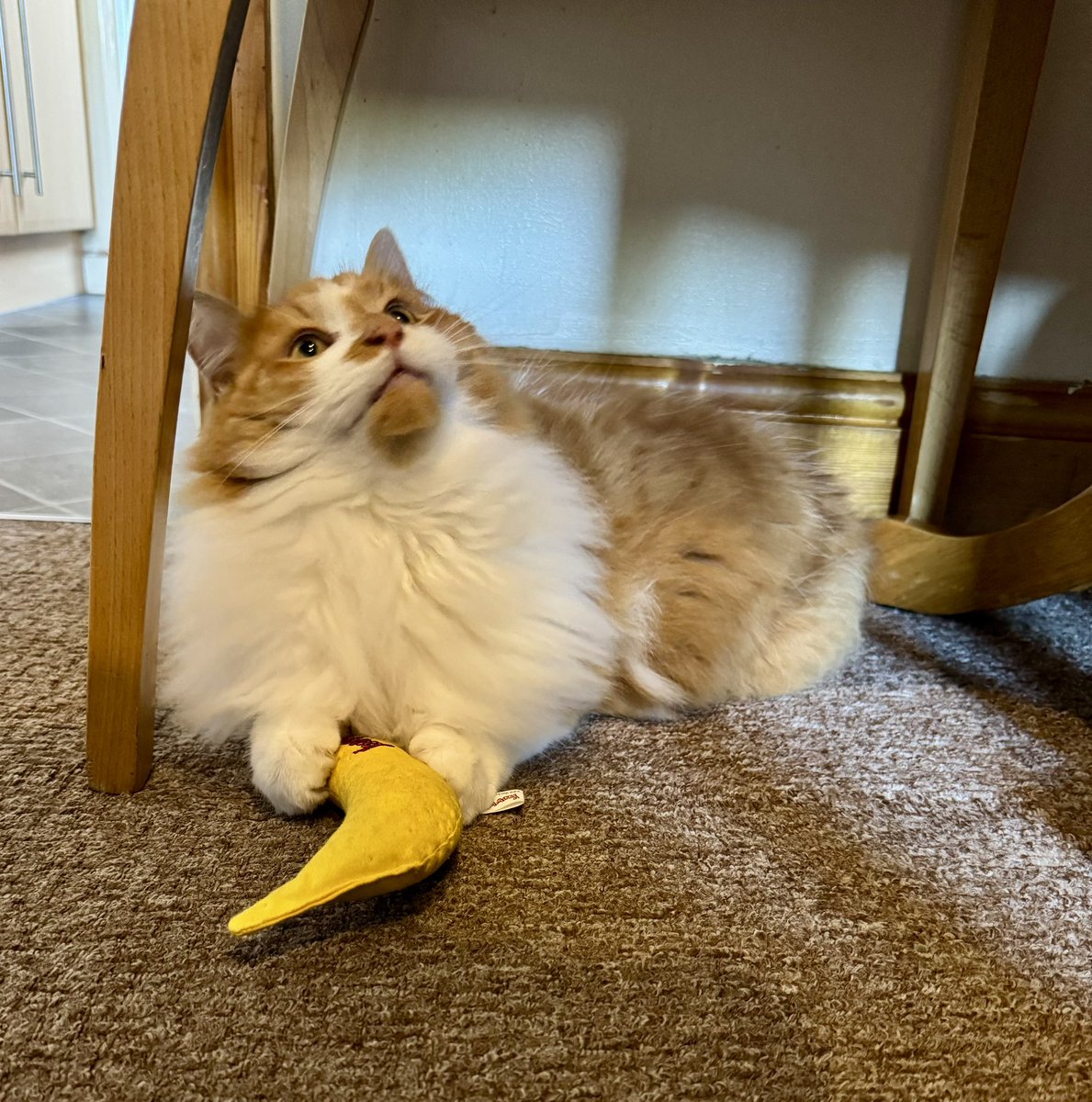 Ozzy & Angel Jelly 🌈 🐾 tweet media