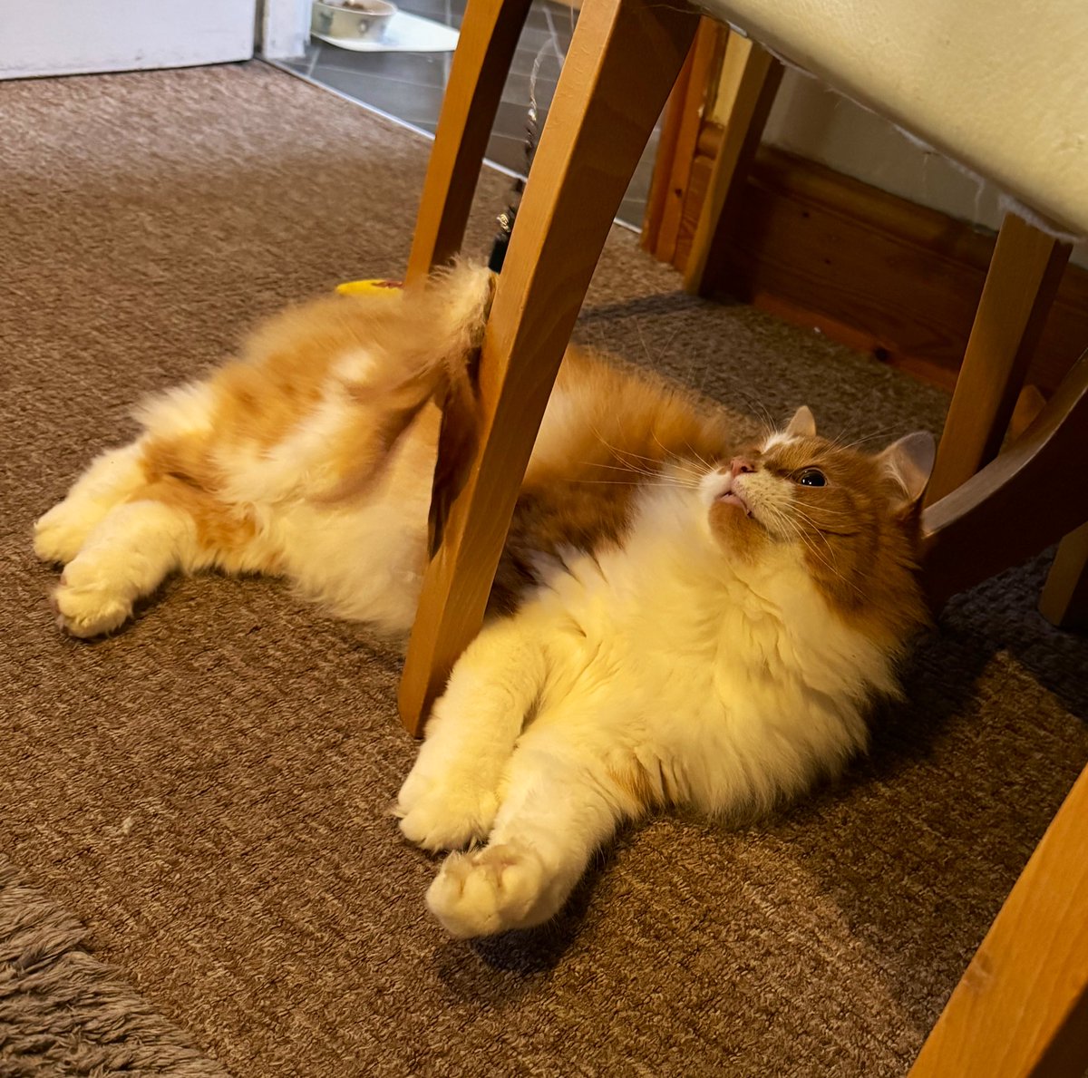 Ozzy & Angel Jelly 🌈 🐾 tweet media