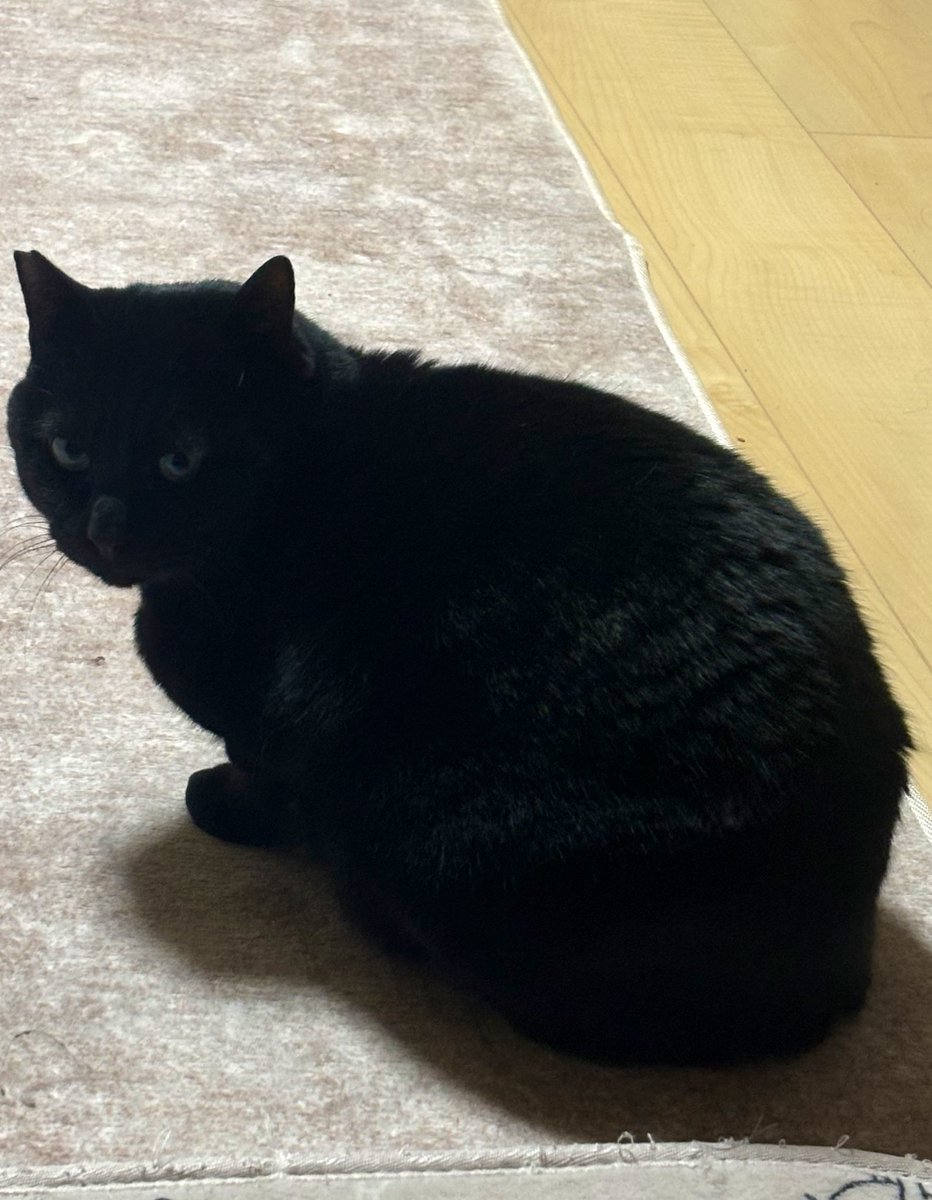ネコ黒ページ おはようございます🐈‍⬛ #猫 #猫のいる暮らし
