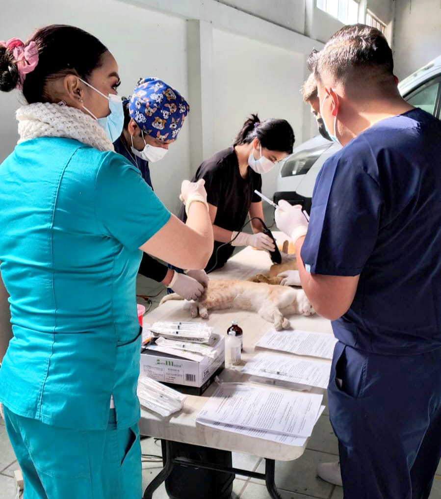 #GraphosCc #Tlx #Noticias #Municipios #Chiautempan | Llega a Muñoztla la campaña de esterilización 🐶🐱
facebook.com/share/p/1FD5Gd…