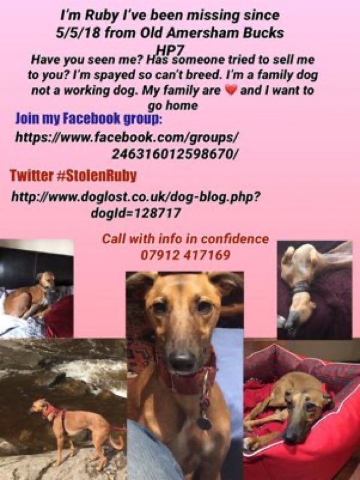 LisaClareRead2's tweet image. Every Friday is #FindRubyFriday 
Missing  for over 7 years from the Old Amersham #Bucks #HP7 since May 2018  💔😢
Have you seen her?
Please RT for her on Fridays and help get her home 💕🐾
Thank you 🙏 #stolendoghour 
#dogs #Lurcher #missingdog #WeekendVibes