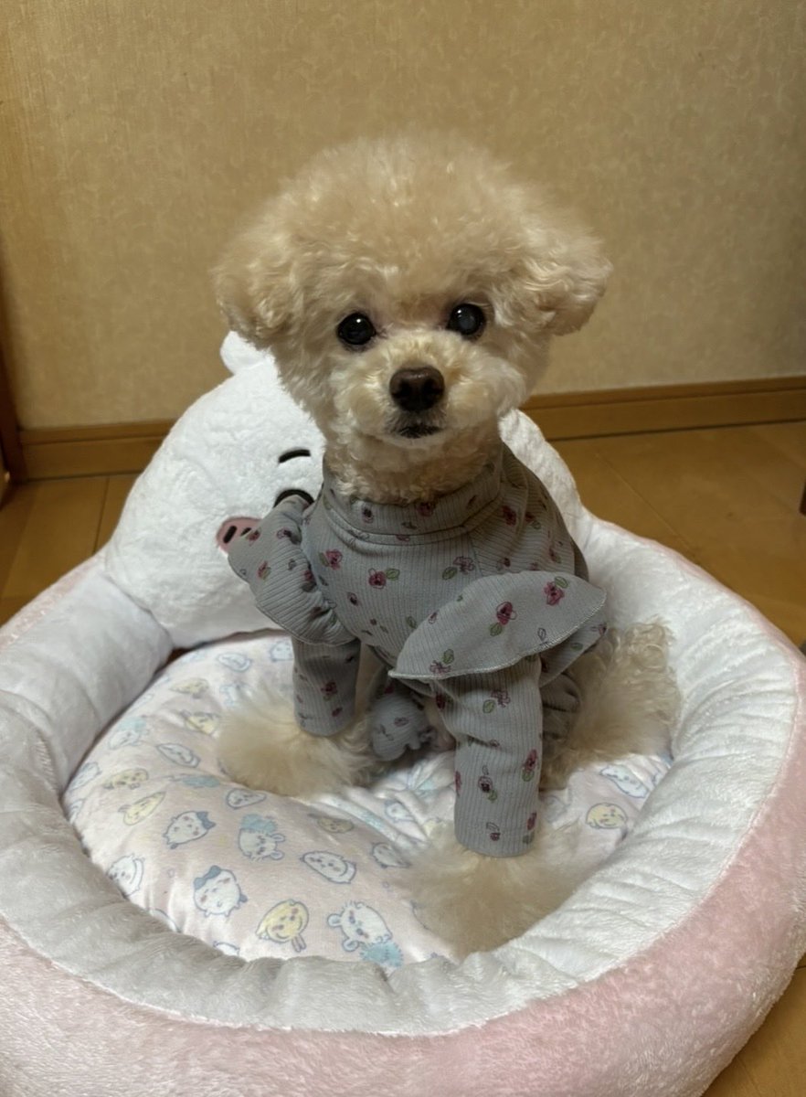 🍓🌸月刊ここあ🐶🌸🍓 tweet media