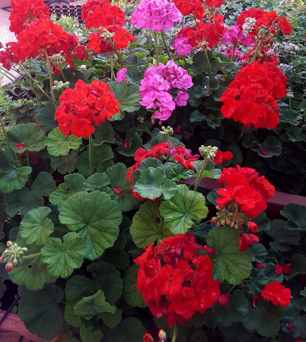 Maria Lea tweet media