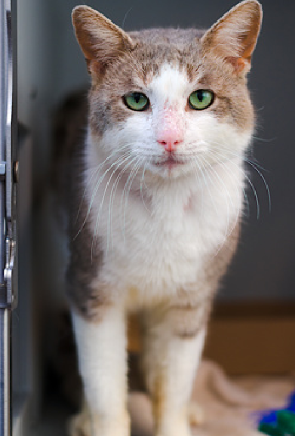 JLthekid9999's tweet image. 🆘🆘 BLIZZARD (ID 245000), 7 YO, MALE –  IN QUEENS ACC - came into the shelter as an owner surrender on 1/12/2026, with the surrender reason stated as not a fit - too many animals already.   🆘🆘 😿 😿 😿 😿

➡️TBD 2/10/26

➡️ MEDICAL PRIORITY – NEEDS MORE CARE AND ATTENTION THAN…