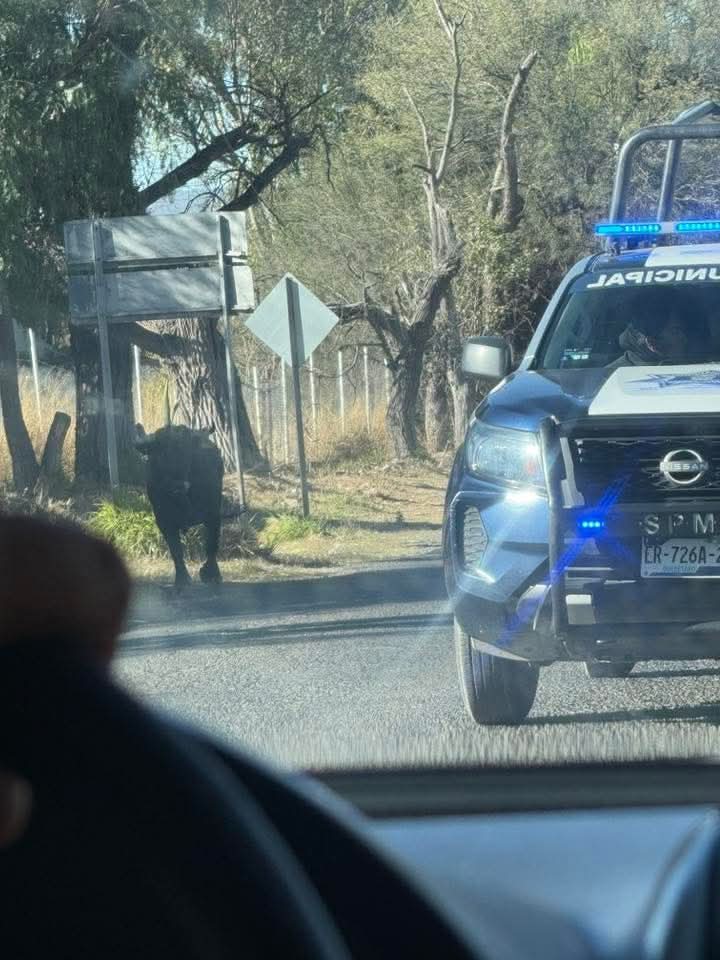 AlertaQro's tweet image. 💥🐂 Dueño del #toro que se escapó en #PedroEscobedo realizará el pago 💰 de los daños

🚨🚔 Las autoridades señalaron que fortalecerán las medidas preventivas para evitar que se repitan este tipo de hechos.

Aquí todos los detalles ⤵️
wp.me/p8iMZT-11Zw