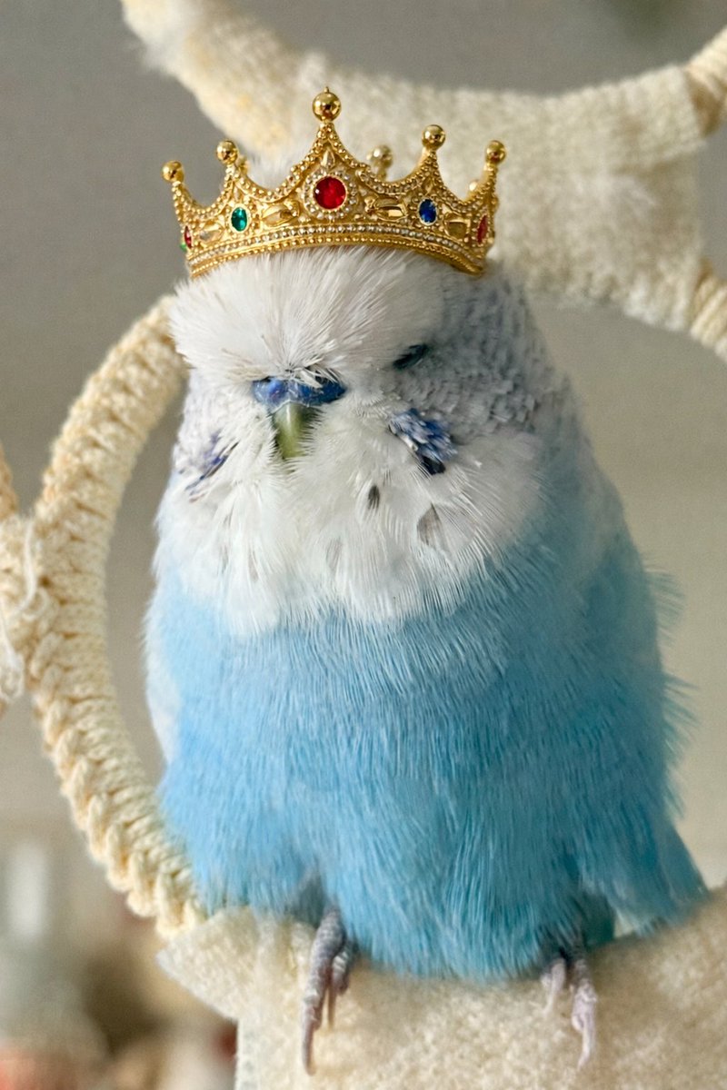 ぽうちゃん9回目のお迎え記念日を
無事に迎えることができました！

この3ヶ月、足を痛めたり
風邪ひいちゃったり
体調崩すことが増えたけど
まだまだ一緒に長生きがんばろうね❤️

ぽうちゃん大好きだよ🤍🩵