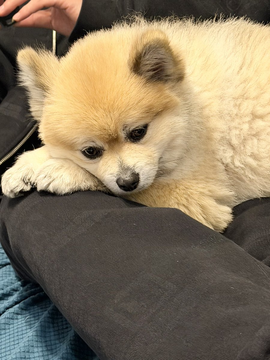 デカポメ🐶⛩️ポルくん🗼 (@AccessoryshopF) / Posts / X