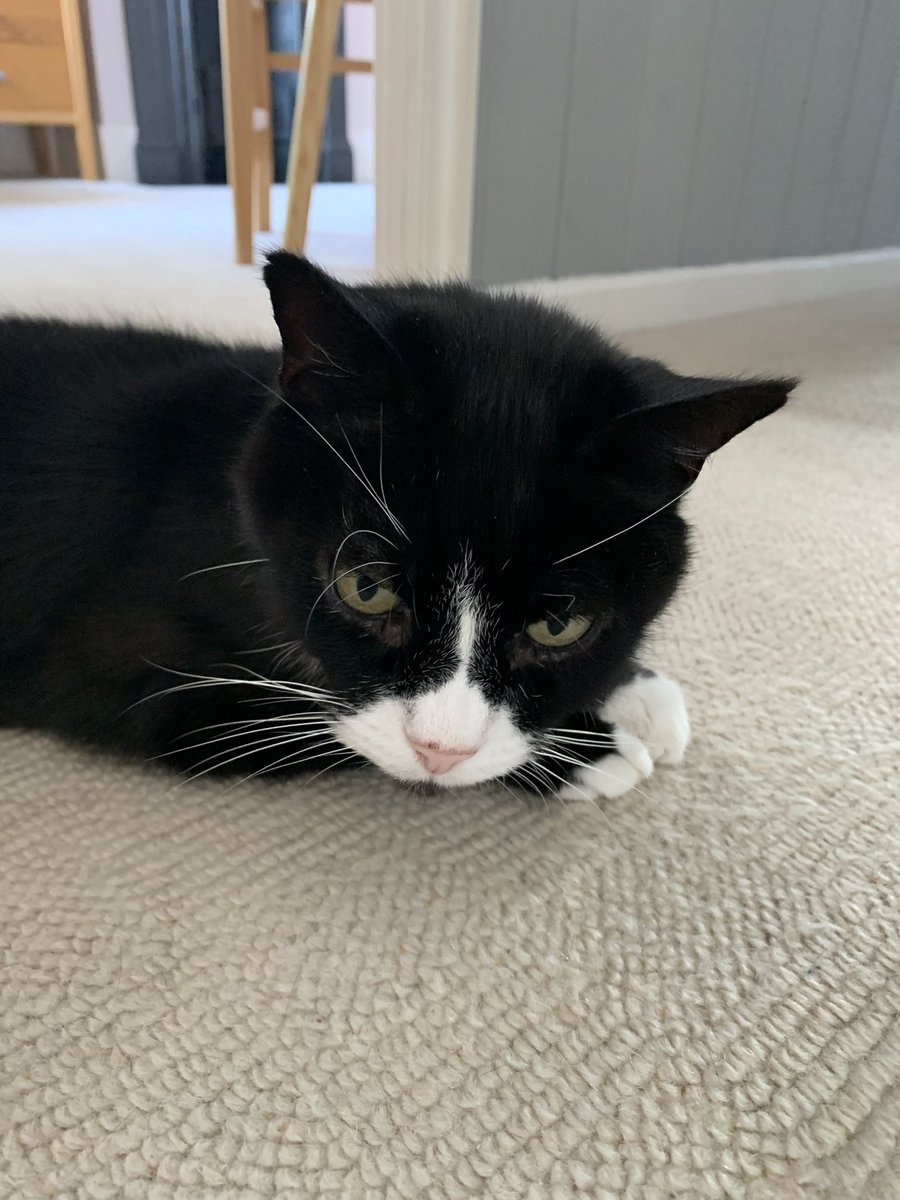 Is this the face of a paw that got Mum out of bed early doors for my breakfast? She thought having a lie in was in order but I miaowed to her that wasn’t on😻🐾😹💕#Hedgewatch