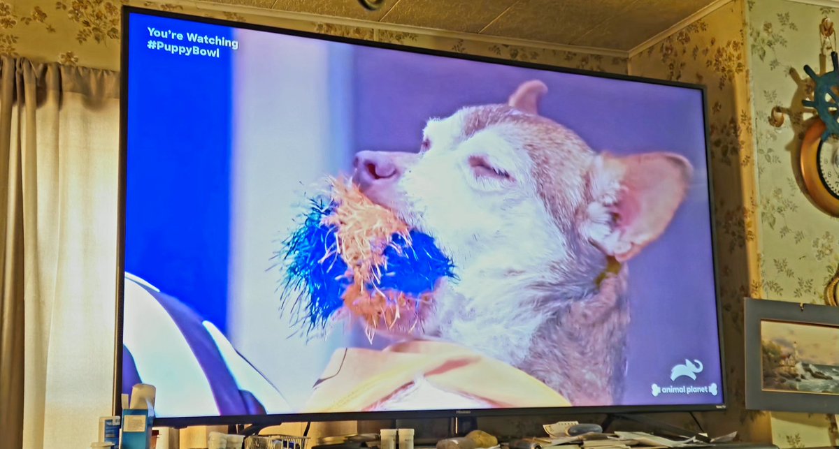 Caiden_H_ASMR's tweet photo. Let's go Puppy Bowl #PuppyBowl @AnimalPlanet https://t.co/hU3lI8AWDs