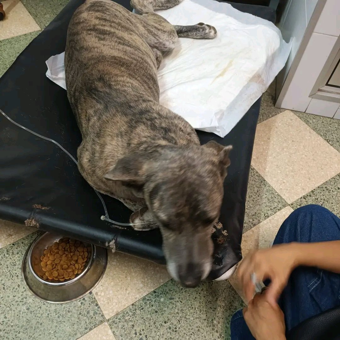 Un hogar 😍! Copio: Tuturano fue rescatado por un vecino ya que su familia no lo alimentaba y era golpeado.
Quien lo rescato no lo puede tener, actualmente está internado pero cuando salga no tiene a dónde ir y a lo que era su casa no puede volver! Tiene 3 años.
094 809 712
Julio