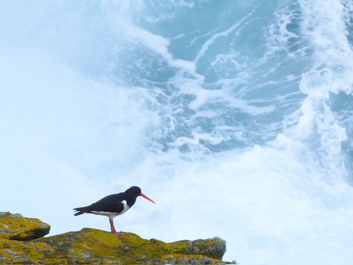 Returning oystercatcher are one of the first signs of spring in #Shetland, their shrill cries the harbinger of changing season.  The weather is still wild, with weeks of storms and raging seas, but these birds remind us warmer weather will come.