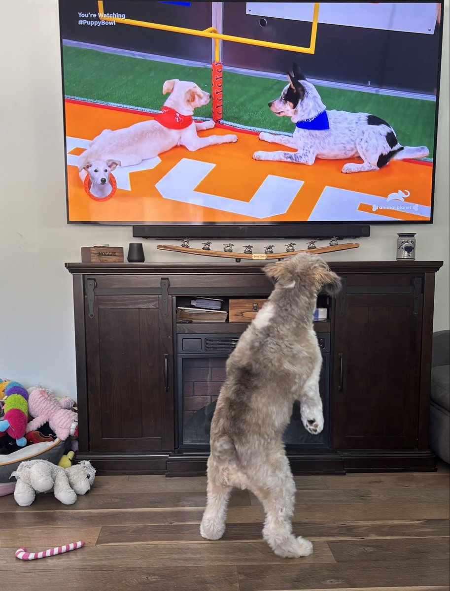 Stephanie Schulda tweet media